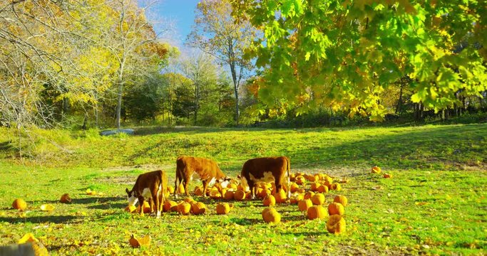 Cows eating pumpkins in Guilford, Connecticut. 