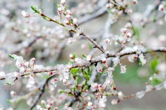Tender apricot blossom flowers covered with sudden April snow cyclone in Ukraine, shallow depth of field, selective focus