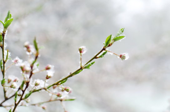 Tender apricot blossom flowers covered with sudden April snow cyclone in Ukraine, shallow depth of field, selective focus