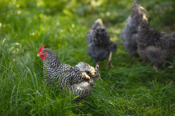 Chickens in a garden on a background of green grass.