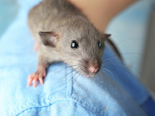 Young woman with cute funny rat, closeup