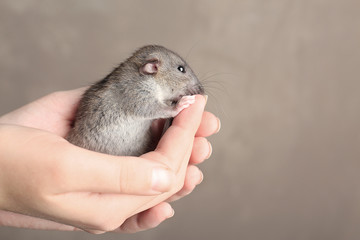 Hands of young woman with cute rat on color background, closeup