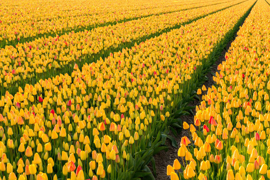 Fields with yellow tulips in Noordwijkerhout.