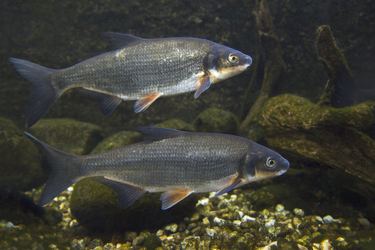 Vimba (Vimba vimba) Underwater close up photography of a nice fish. Freshwater fish in the clean river and  stone bacground. Wildlife animal.