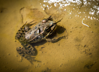 Frog with fly in water