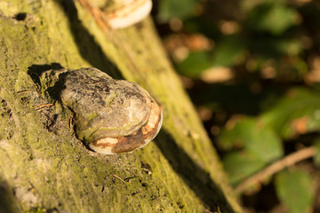 Baumpilz