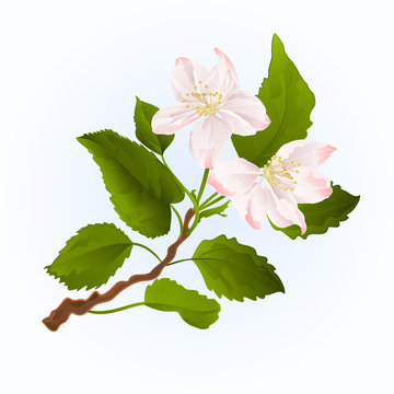 Flowers branch of apple tree   spring background vintage vector illustration