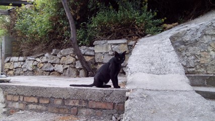 черная кошка