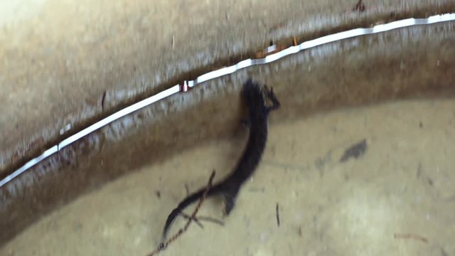 newt (juvenile terrestrial triturus) swimming to escape from an artificial pond