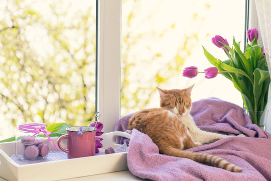 Cozy home concept. Purple fresh tulips in glass vase. Macaroons in glass jar. Cup of hot tea. White tray. Lilac blanket on the windowsill. Red white cat kitty sleeping on violet plaid. Sunshine. Toned