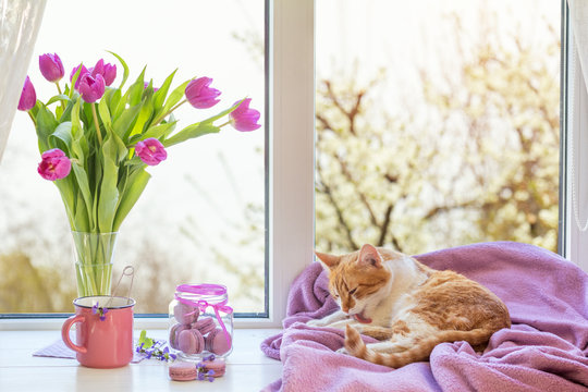 Cozy home concept. Purple fresh tulips in glass vase. Macaroons in glass jar. Cup of hot tea. Lilac blanket on the windowsill. Red white cat kitty on violet plaid. Sunshine. Coloring toned photo