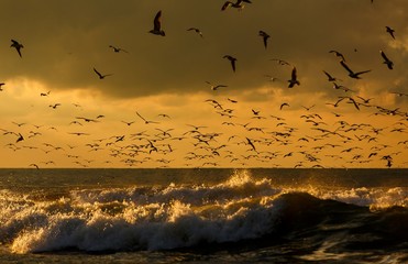 Lots of seagulls hovering over the stormy sea at sunset