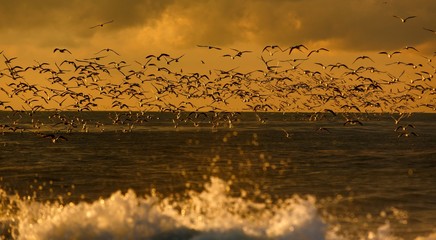 Lots of seagulls hovering over the stormy sea at sunset