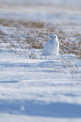 Snowy Owl on the Prairies in Winter