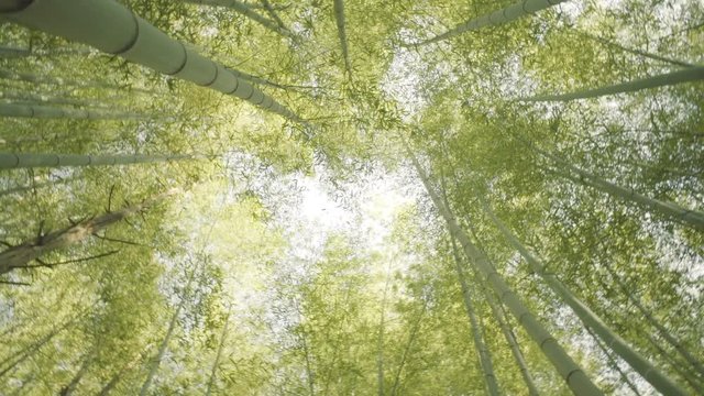 Looking up at the sky in a bamboo forest in Matsuyama, Japan at Sunset