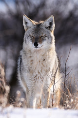 Coyote On the Prairies in Winter