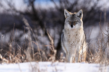 Coyote On the Prairies in Winter