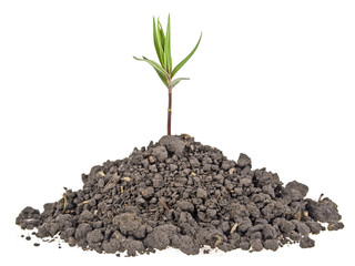 Young plant with humus isolated on white background
