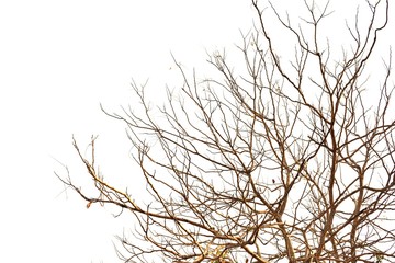  Detail of dead tree isolated on white background