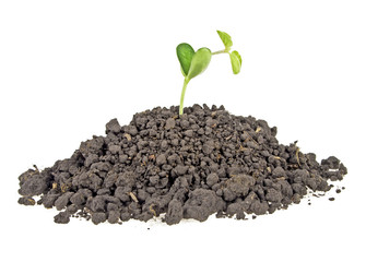 Young sprout of soy in soil humus on a white background