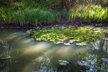 Beautiful green spring forest landscape, Kolkheti National Park