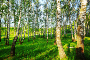 summer in sunny birch forest