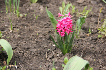 Flower of hyacinth