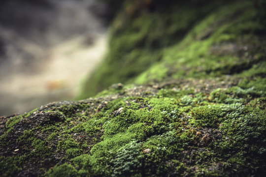 Fototapeta Mossy stone in highlands with blurred background