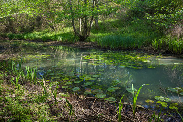 Beautiful green spring forest landscape, Kolkheti National Park