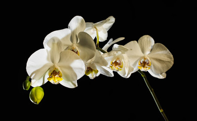 Orhid flowers on the black background queen splash aroma fresh