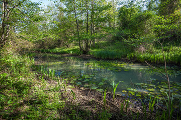 Beautiful green spring forest landscape, Kolkheti National Park