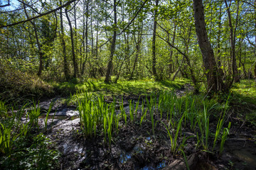 Beautiful green spring forest landscape, Kolkheti National Park