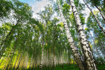 summer in sunny birch forest