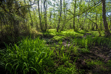 Beautiful green spring forest landscape, Kolkheti National Park