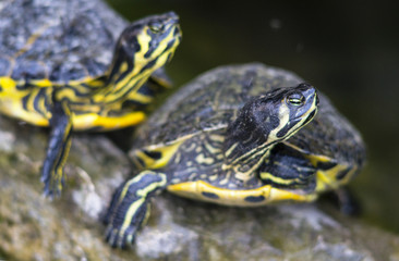 tartarughe d'acqua orecchie gialle