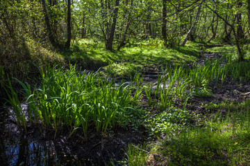Beautiful green spring forest landscape, Kolkheti National Park