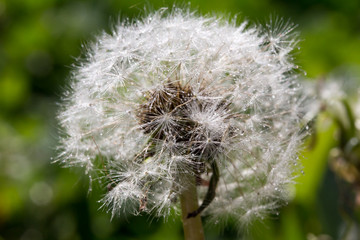 dandelion in rain