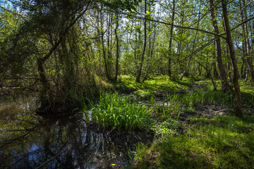 Beautiful green spring forest landscape, Kolkheti National Park