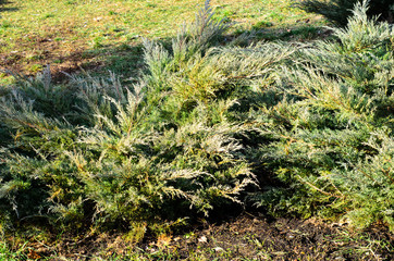 Thuja bushes in park