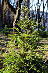 Young fir tree in a park