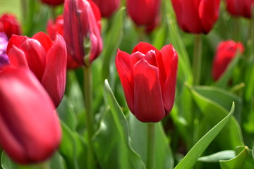 Red Tulip - 145030227