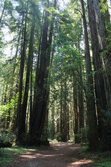 Obraz premium Muir Woods