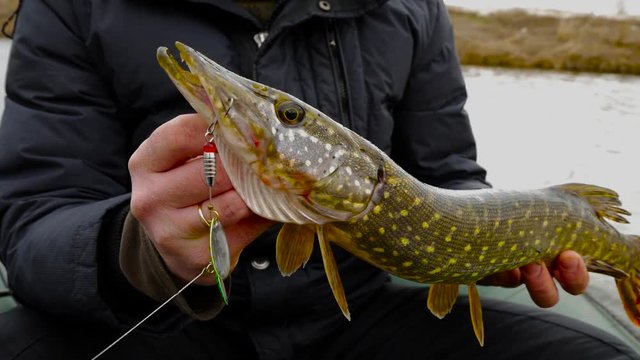 Caught northen pike on the spinner lure