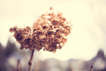 dried flowers