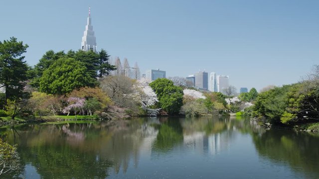 Cherry Blossom Trees with the Skyline of Shinjuku