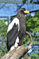 Stellars Sea Eagle