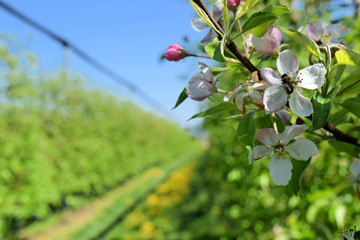 Blossom of apple trees in springtime