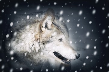 Single Wild Wolf at Snow