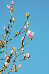 Magnolia Flower Blossom