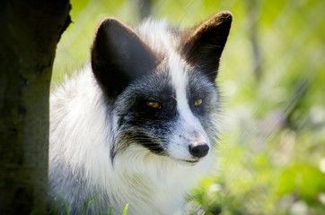 White Silver Fox